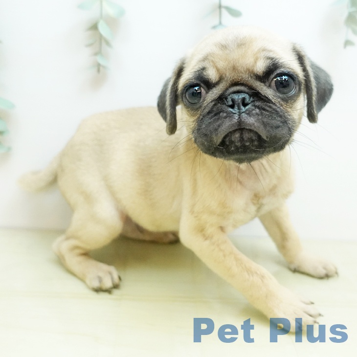 茨城県のパグ (ペットプラス つくば店/2025年9月10日生まれ/男の子/フォーン)の子犬の2枚目の画像