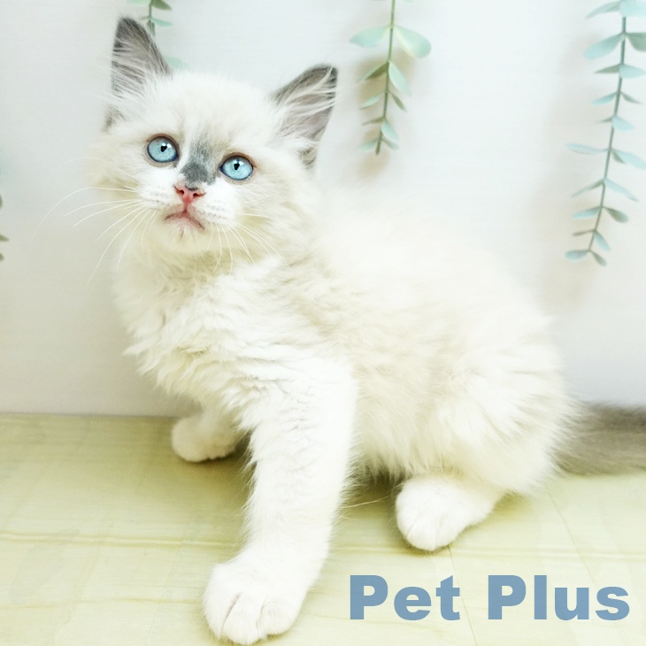 大阪府のラグドール (ペットプラス 堺鉄砲町店/2025年9月9日生まれ/男の子/ブルーポイントバイカラー)の子猫の1枚目の画像