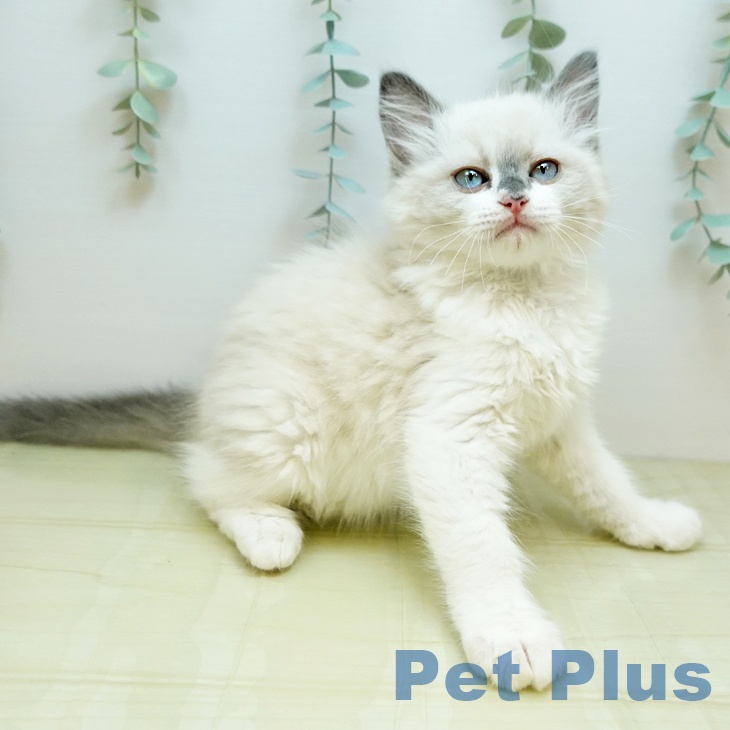 大阪府のラグドール (ペットプラス 堺鉄砲町店/2025年9月9日生まれ/男の子/ブルーポイントバイカラー)の子猫の2枚目の画像