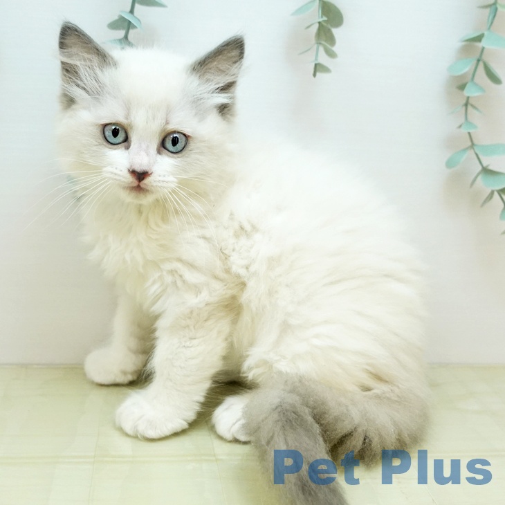 大阪府のラグドール (ペットプラス ららぽーと和泉店/2025年9月9日生まれ/男の子/ブルーポイントバイカラー)の子猫の1枚目の画像