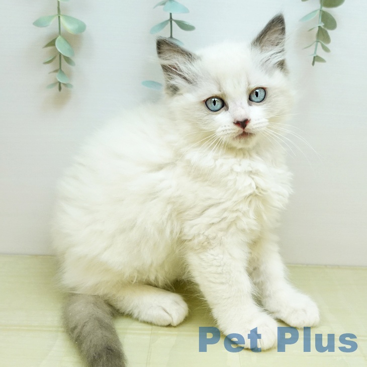 大阪府のラグドール (ペットプラス ららぽーと和泉店/2025年9月9日生まれ/男の子/ブルーポイントバイカラー)の子猫の2枚目の画像
