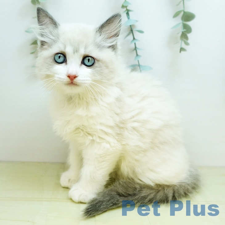 大阪府のラグドール (ペットプラス 大阪ドームシティ店/2025年9月9日生まれ/女の子/ブルーポイントバイカラー)の子猫の1枚目の画像