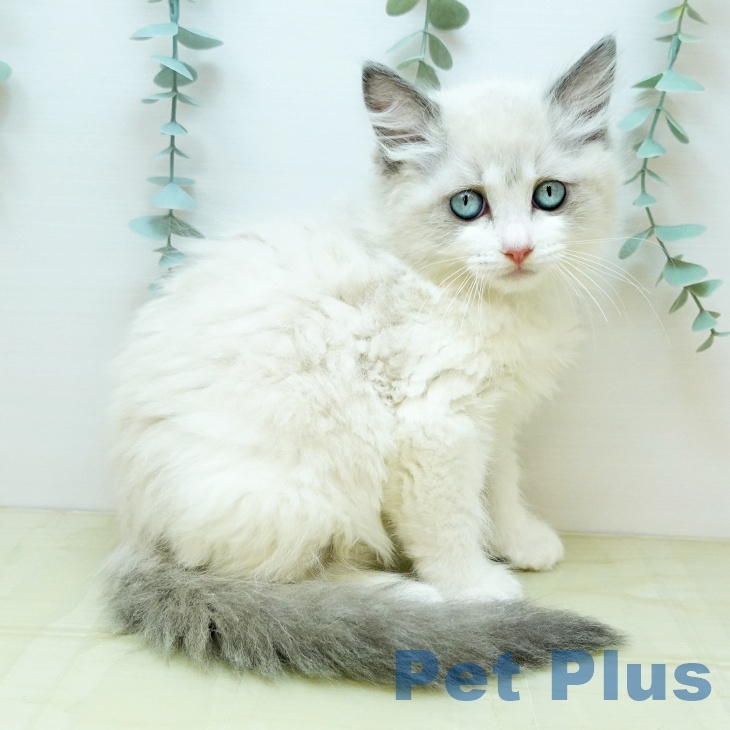 大阪府のラグドール (ペットプラス 大阪ドームシティ店/2025年9月9日生まれ/女の子/ブルーポイントバイカラー)の子猫の2枚目の画像