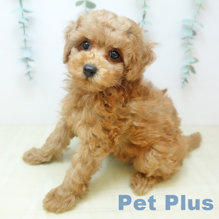 トイ・プードル