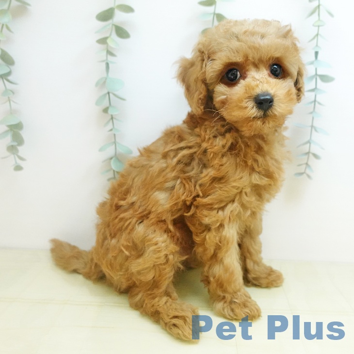 トイ・プードルの写真2