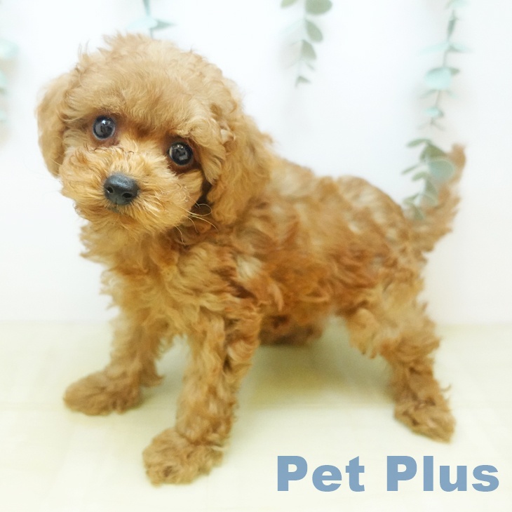 大阪府のトイプードル(トイ) (ペットプラス イオン大日店/2025年9月11日生まれ/男の子/レッド)の子犬