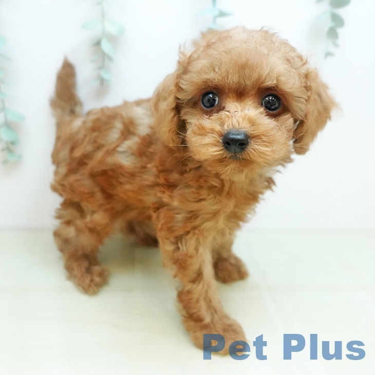 大阪府のトイプードル(トイ) (ペットプラス イオン大日店/2025年9月11日生まれ/男の子/レッド)の子犬の2枚目の画像