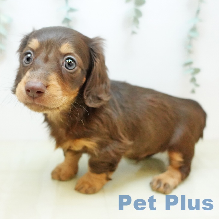 東京都のミニチュアダックスフンド(ロング) (ペットプラス MARK IS 葛飾かなまち店/2025年9月10日生まれ/男の子/チョコレートタン)の子犬の1枚目の画像
