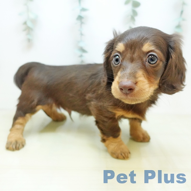 東京都のミニチュアダックスフンド(ロング) (ペットプラス MARK IS 葛飾かなまち店/2025年9月10日生まれ/男の子/チョコレートタン)の子犬の2枚目の画像