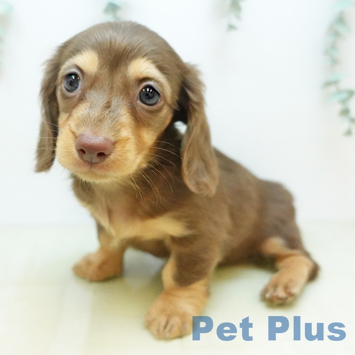 埼玉県のミニチュアダックスフンド(ロング) (ペットプラス 八潮店/2025年9月10日生まれ/女の子/チョコレートタン)の子犬の1枚目の画像