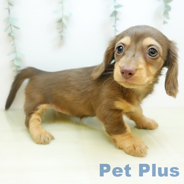 埼玉県のミニチュアダックスフンド(ロング) (ペットプラス 八潮店/2025年9月10日生まれ/女の子/チョコレートタン)の子犬の2枚目の画像