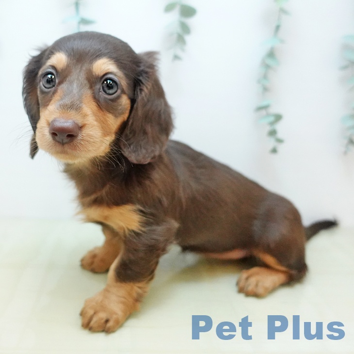 埼玉県のミニチュアダックスフンド(ロング) (ペッツワン 新座店/2025年9月10日生まれ/女の子/チョコレートタン)の子犬の1枚目の画像