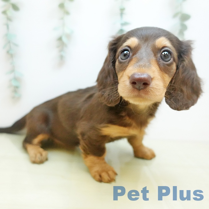 埼玉県のミニチュアダックスフンド(ロング) (ペッツワン 新座店/2025年9月10日生まれ/女の子/チョコレートタン)の子犬の2枚目の画像