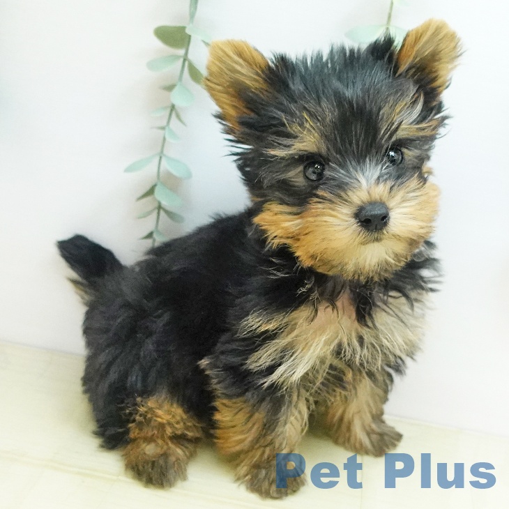 埼玉県のヨークシャーテリア (ペットプラス 与野店/2025年9月8日生まれ/女の子/スチールブルータン)の子犬