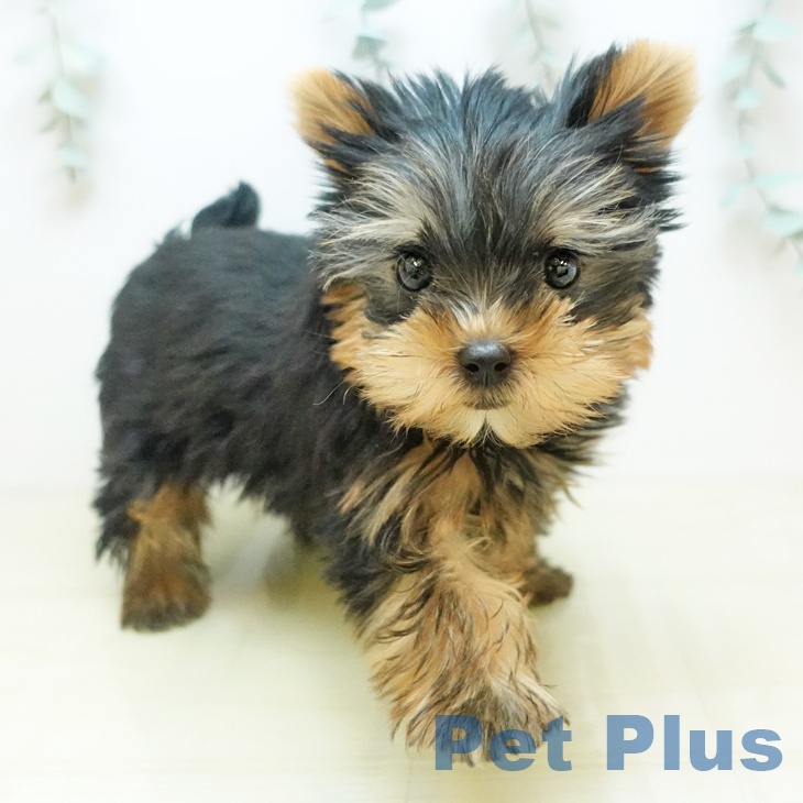 山梨県のヨークシャーテリア (ペットプラス 甲府昭和店/2025年9月8日生まれ/女の子/スチールブルータン)の子犬の1枚目の画像