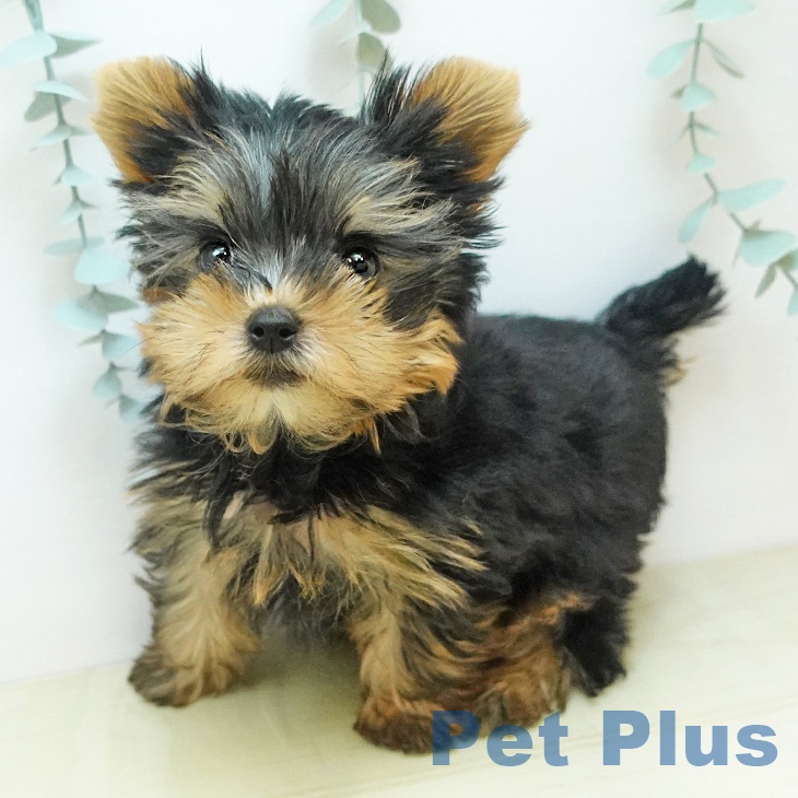山梨県のヨークシャーテリア (ペットプラス 甲府昭和店/2025年9月8日生まれ/女の子/スチールブルータン)の子犬の2枚目の画像