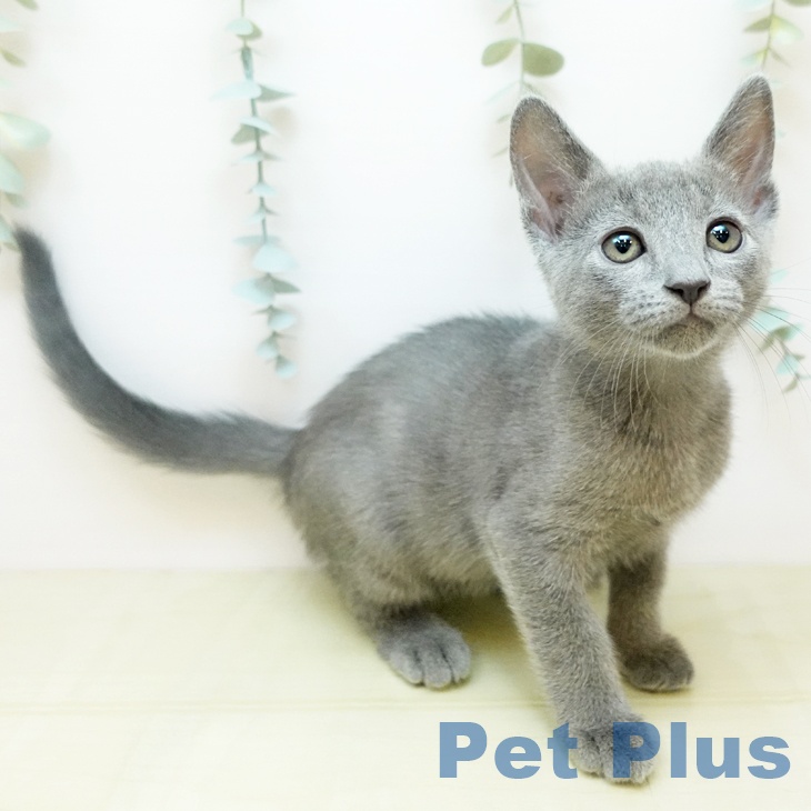 ロシアンブルー