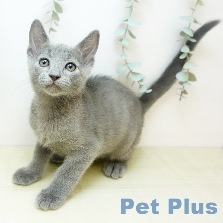 ロシアンブルー