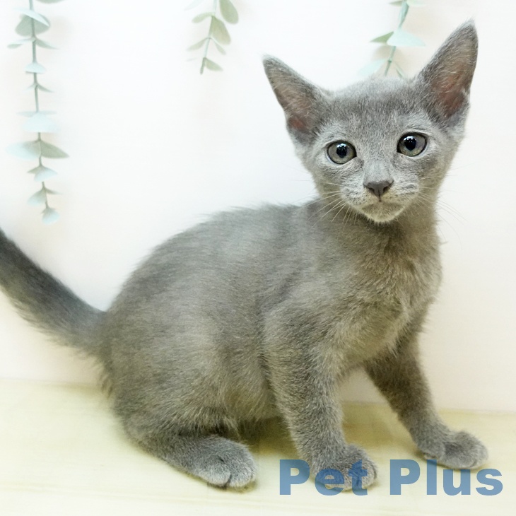 ロシアンブルー