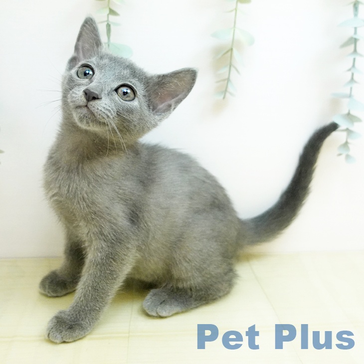 ロシアンブルー