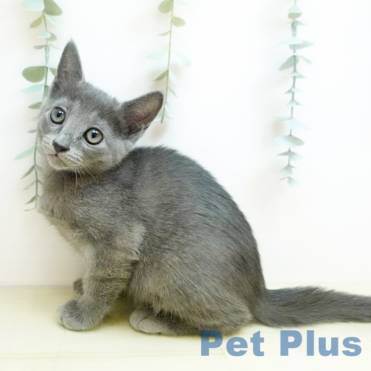 ロシアンブルー