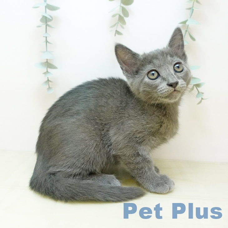 ロシアンブルーの写真2