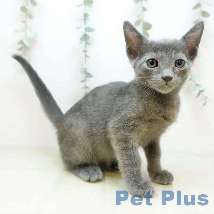 ロシアンブルー