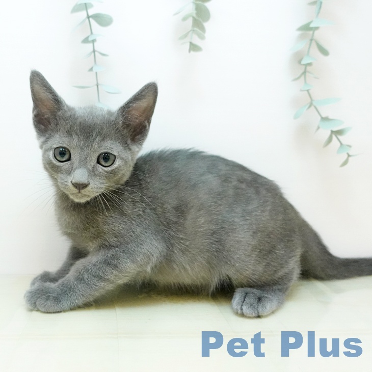 ロシアンブルーの写真2