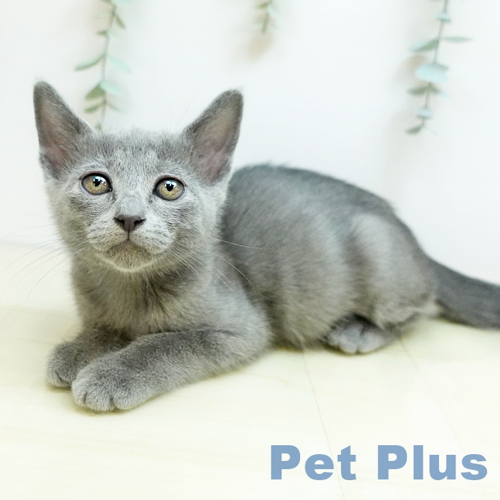 大阪府のロシアンブルー (ペットプラス イオン大日店/2025年9月10日生まれ/女の子/ブルー)の子猫の1枚目の画像