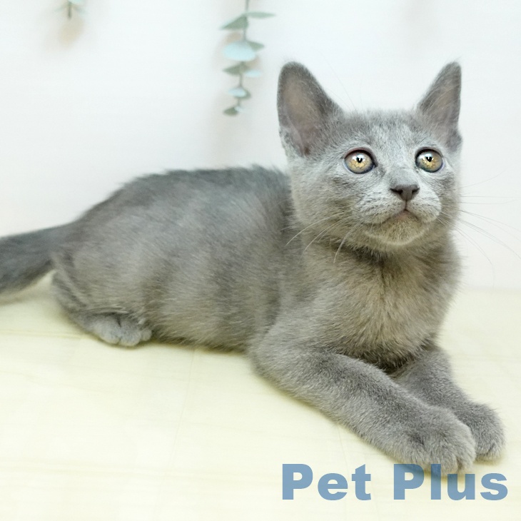 大阪府のロシアンブルー (ペットプラス イオン大日店/2025年9月10日生まれ/女の子/ブルー)の子猫の2枚目の画像