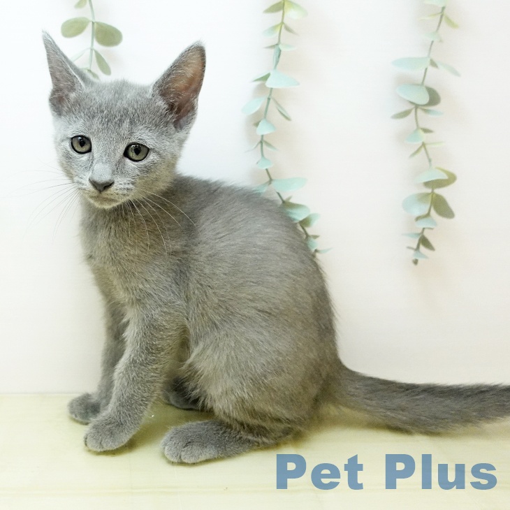 ロシアンブルー