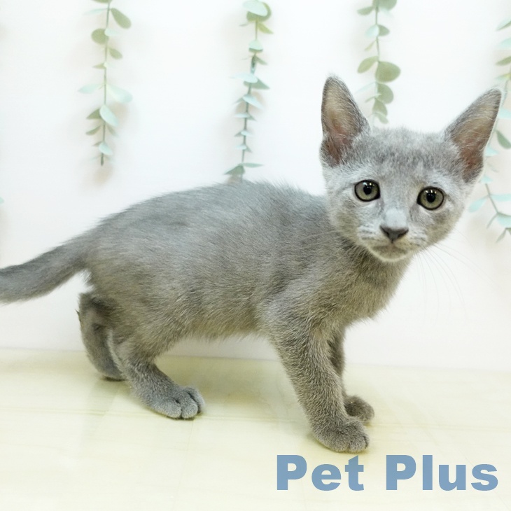 ロシアンブルーの写真2