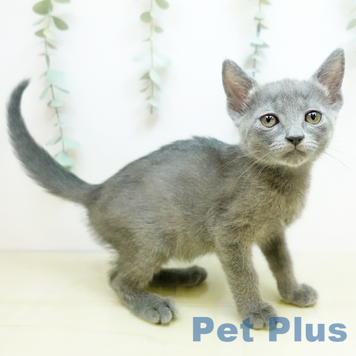 大阪府のロシアンブルー (ペットプラス ららぽーと和泉店/2025年9月10日生まれ/女の子/ブルー)の子猫