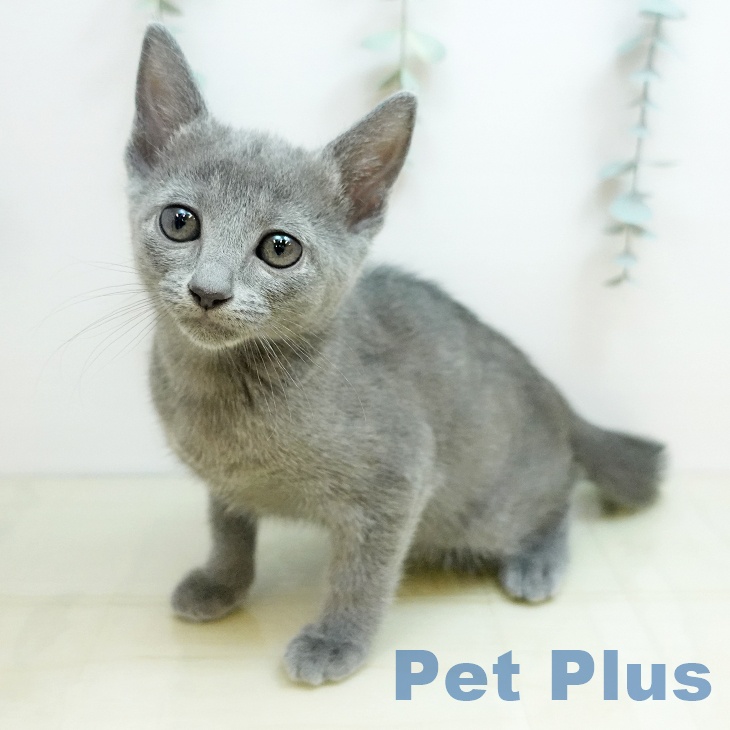 ロシアンブルー