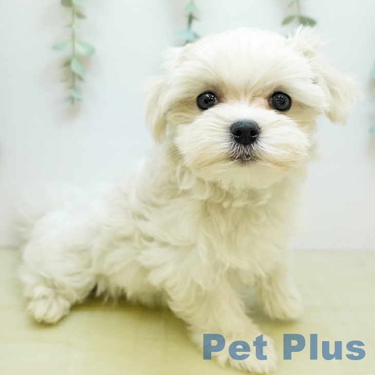 東京都のマルチーズ (ペットプラス 日の出店/2025年9月9日生まれ/女の子/ホワイト)の子犬の1枚目の画像