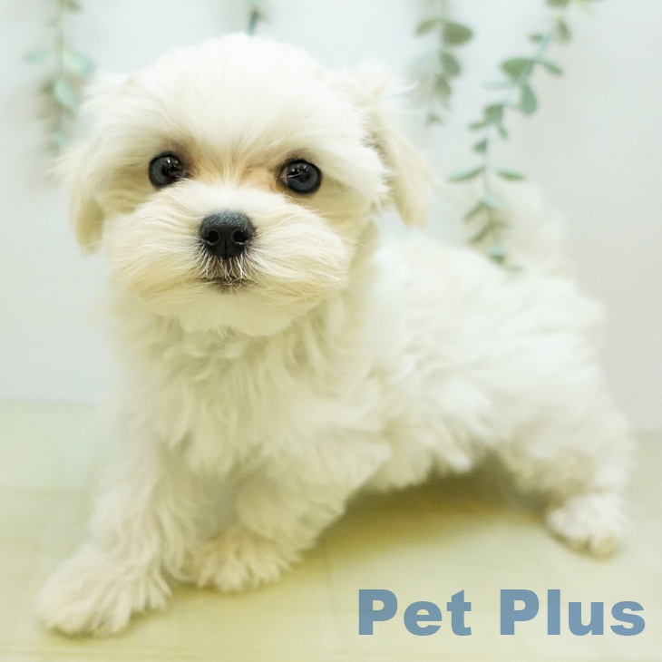 東京都のマルチーズ (ペットプラス 日の出店/2025年9月9日生まれ/女の子/ホワイト)の子犬の2枚目の画像