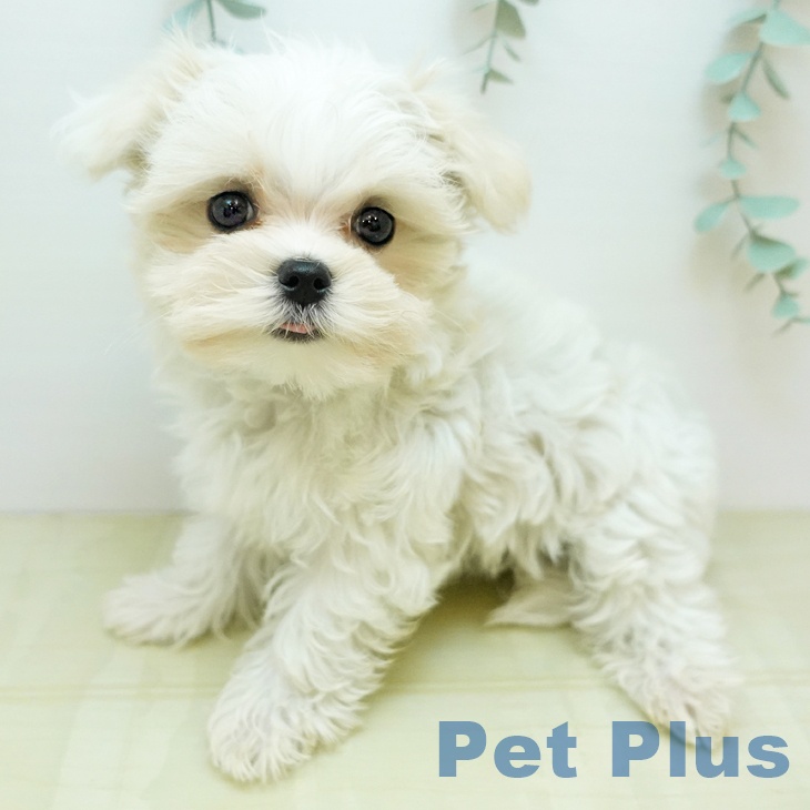 東京都のマルチーズ (ペットプラス むさし村山店/2025年9月9日生まれ/女の子/ホワイト)の子犬の1枚目の画像