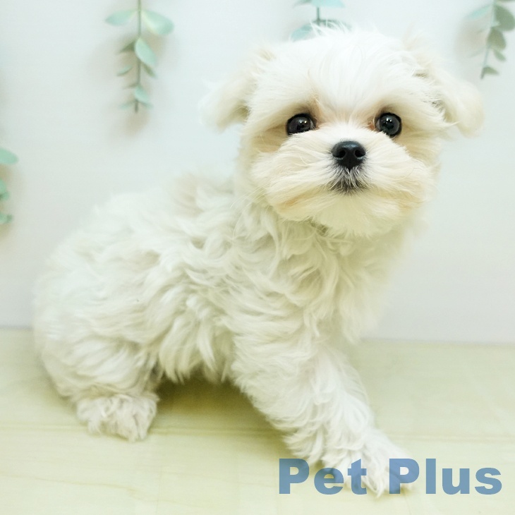 東京都のマルチーズ (ペットプラス むさし村山店/2025年9月9日生まれ/女の子/ホワイト)の子犬の2枚目の画像