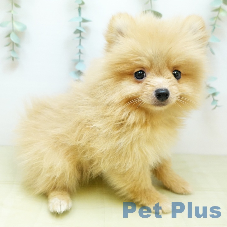 千葉県のポメラニアン (ペットプラス 幕張新都心店/2025年9月13日生まれ/男の子/クリーム)の子犬の1枚目の画像