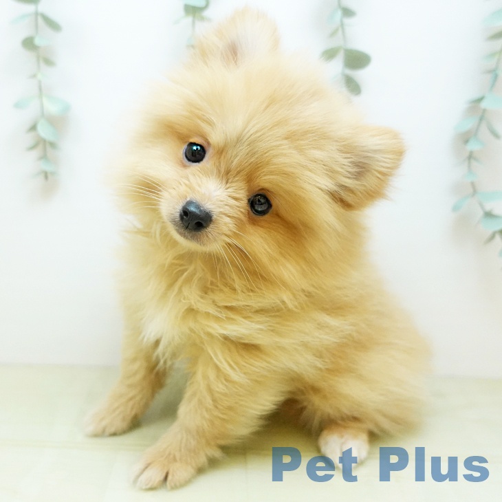 千葉県のポメラニアン (ペットプラス 幕張新都心店/2025年9月13日生まれ/男の子/クリーム)の子犬の2枚目の画像