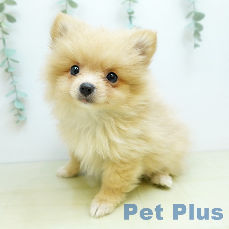 埼玉県のポメラニアン (ペットプラス コクーンシティ店/2025年9月13日生まれ/女の子/クリーム)の子犬の1枚目の画像