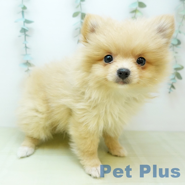埼玉県のポメラニアン (ペットプラス コクーンシティ店/2025年9月13日生まれ/女の子/クリーム)の子犬の2枚目の画像