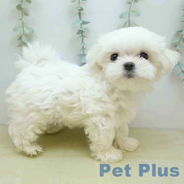 宮城県のマルチーズ (ペットプラス 仙台上杉店/2025年9月9日生まれ/男の子/ホワイト)の子犬の1枚目の画像
