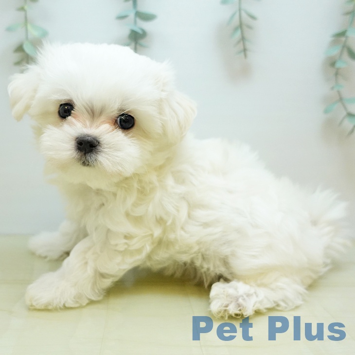 宮城県のマルチーズ (ペットプラス 仙台上杉店/2025年9月9日生まれ/男の子/ホワイト)の子犬の2枚目の画像