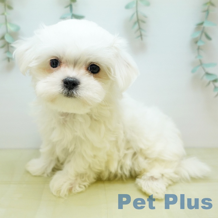 埼玉県のマルチーズ (ペットプラス イオンモール春日部店/2025年9月9日生まれ/女の子/ホワイト)の子犬の1枚目の画像
