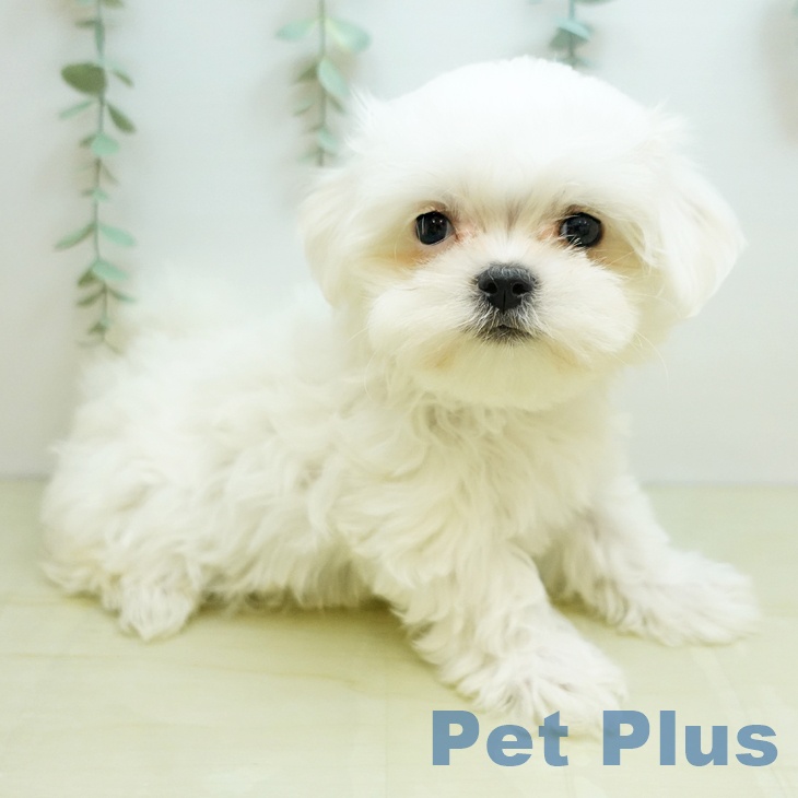 埼玉県のマルチーズ (ペットプラス イオンモール春日部店/2025年9月9日生まれ/女の子/ホワイト)の子犬の2枚目の画像