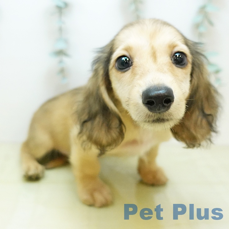 埼玉県のミニチュアダックスフンド(ロング) (ペットプラス 与野店/2025年9月13日生まれ/男の子/シェーデットイエロー)の子犬の1枚目の画像