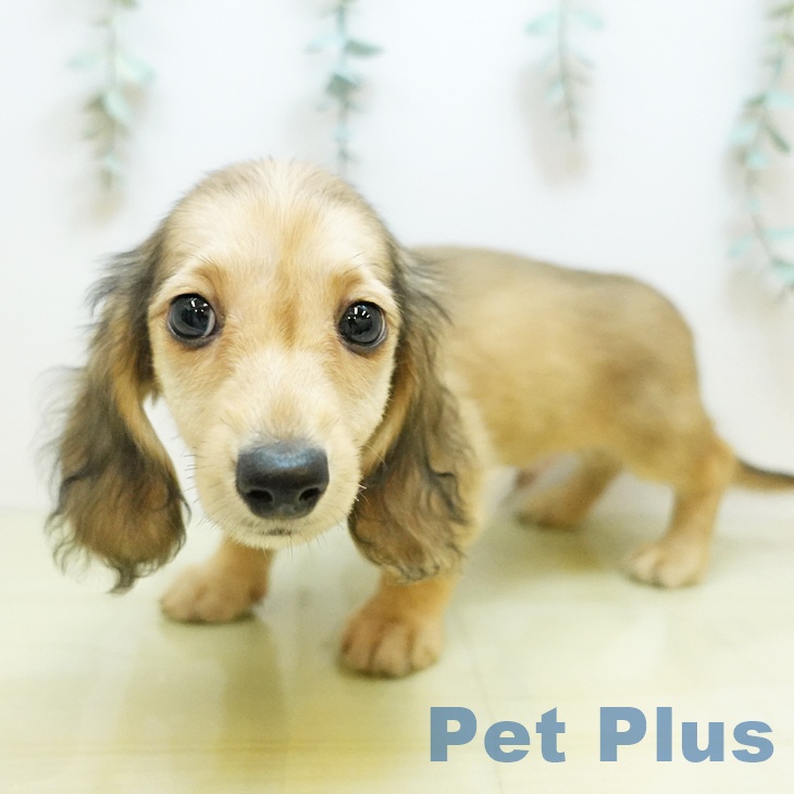 埼玉県のミニチュアダックスフンド(ロング) (ペットプラス 与野店/2025年9月13日生まれ/男の子/シェーデットイエロー)の子犬の2枚目の画像