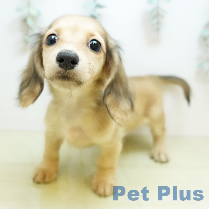 埼玉県のミニチュアダックスフンド(ロング) (ペットプラス ららぽーと新三郷店/2025年9月13日生まれ/女の子/シェーデットイエロー)の子犬の1枚目の画像