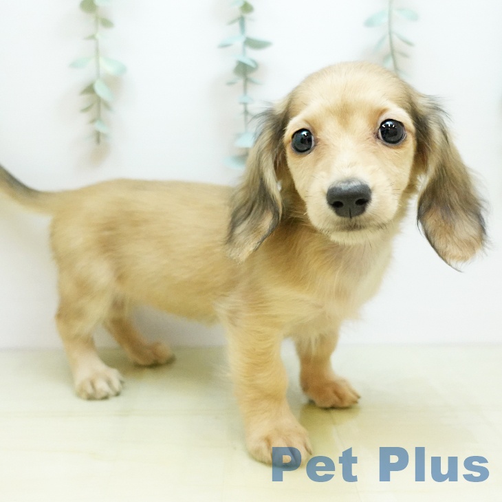 埼玉県のミニチュアダックスフンド(ロング) (ペットプラス ららぽーと新三郷店/2025年9月13日生まれ/女の子/シェーデットイエロー)の子犬の2枚目の画像